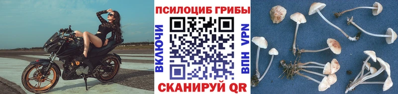 Галлюциногенные грибы Psilocybe  Чебоксары 
